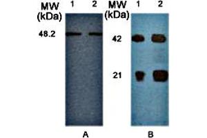 (A) Western blot analysis of mammalian cell extracts, HeLa (lane 1) and HEK (lane 2) using anti-IKKγ pAb . (IKBKG antibody  (AA 40-210))
