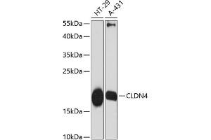 Western blot analysis of extracts of various cell lines, using CLDN4 antibody (ABIN6133648, ABIN6138690, ABIN6138691 and ABIN6216719) at 1:3000 dilution.