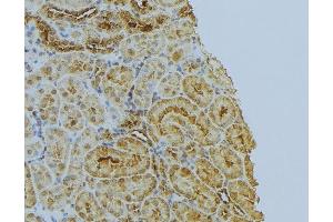 ABIN6272995 at 1/100 staining Mouse kidney tissue by IHC-P. (PPIB antibody  (C-Term))