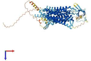 AlphaFold protein structure predicition of Mouse Recombinant Slco2b1 Protein, UniprotID Q8BXB6 (SLCO2B1 Protein (AA 1-683) (His tag))
