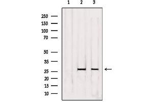 Western blot analysis of extracts from various samples, using OR5D3 Antibody. (OR5D3P antibody)
