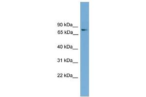 WB Suggested Anti-Foxk1 Antibody Titration:  0. (Foxk1 antibody  (Middle Region))
