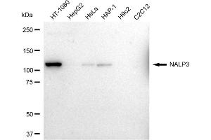anti-NLR Family, Pyrin Domain Containing 3 (NLRP3) antibody