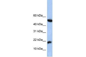 Western Blotting (WB) image for anti-Hypothetical Protein LOC285033 (LOC285033) antibody (ABIN2459764) (LOC285033 antibody)