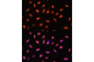 Immunofluorescence analysis of U-2 OS cells using Histone H2AFV antibody (ABIN7267555) at dilution of 1:100. (H2AFV antibody  (AA 1-128))