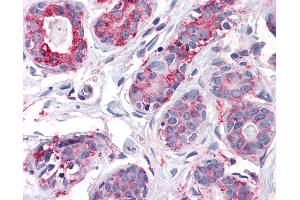 Anti-ENTPD2 antibody IHC of human breast. (ENTPD2 antibody  (Internal Region))