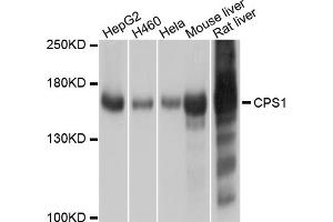 Western blot analysis of extracts of various cell lines, using CPS1 antibody. (CPS1 antibody)