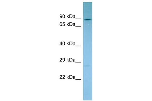 NADSYN1 antibody  (C-Term)