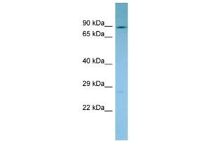 Host: Rabbit Target Name: NADSYN1 Sample Type: PANC1 Whole Cell lysates Antibody Dilution: 1.
