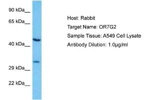 Host: Rabbit Target Name: OR7G2 Sample Type: A549 Whole Cell lysates Antibody Dilution: 1. (OR7G2 antibody  (C-Term))