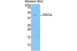 CRH antibody  (AA 40-195)