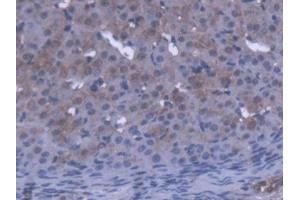 DAB staining on IHC-P; Samples: Mouse Ovary Tissue (OVGP1 antibody  (AA 231-476))