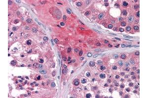 Immunohistochemical analysis of paraffin-embedded human Testis tissues using ApoO mouse mAb