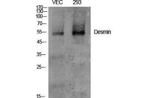Western Blot (WB) analysis of specific cells using Desmin Polyclonal Antibody. (Desmin antibody  (C-Term))