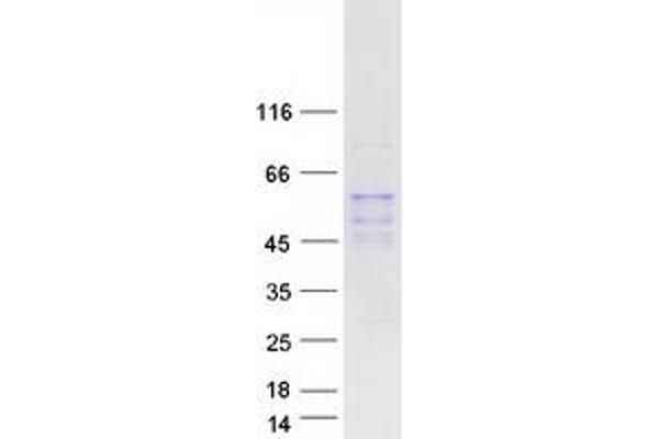 LIPC Protein (Myc-DYKDDDDK Tag)