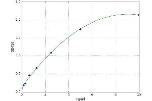 5-Oxoprolinase (ATP-Hydrolysing) (OPLAH) ELISA Kit