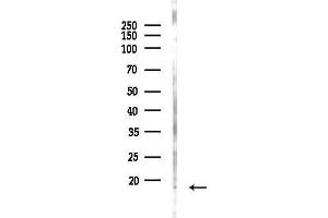 Western blot analysis of lysates from PC12 cells(LPS 4h treatment), using S100 Antibody at 1/1000 dilution.