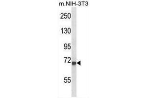 CD106 Antibody (Center) western blot analysis in mouse NIH-3T3 cell line lysates (35µg/lane). (VCAM1 antibody  (Middle Region))
