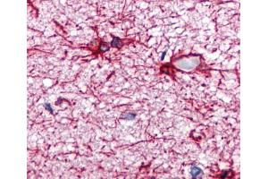 Immunohistochemistry staining of human brain cortex (paraffin sections) using anti-GFAP (GA-5).