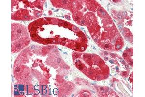ABIN1590092 (5µg/ml) staining of paraffin embedded Human Kidney. (PNP antibody  (AA 142-153))
