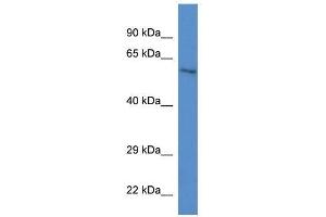Western Blot showing Zkscan1 antibody used at a concentration of 1. (ZKSCAN1 antibody  (C-Term))