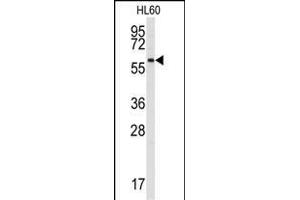 Western blot analysis of anti-SRMS Antibody (N-term) (ABIN392108 and ABIN2841860) in HL60 cell line lysates (35 μg/lane). (SRMS antibody  (N-Term))