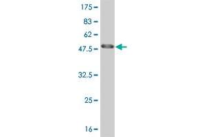 Western Blot detection against Immunogen (47. (HMGB2 antibody  (AA 1-195))