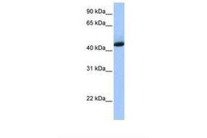 Image no. 1 for anti-KH Domain Containing, RNA Binding, Signal Transduction Associated 1 (KHDRBS1) (AA 104-153) antibody (ABIN6737943) (KHDRBS1 antibody  (AA 104-153))