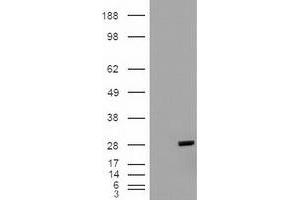 Western Blotting (WB) image for anti-BCL2-Like 1 (BCL2L1) (AA 1-212) antibody (ABIN1490610) (BCL2L1 antibody  (AA 1-212))