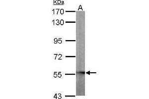 GLYCTK antibody