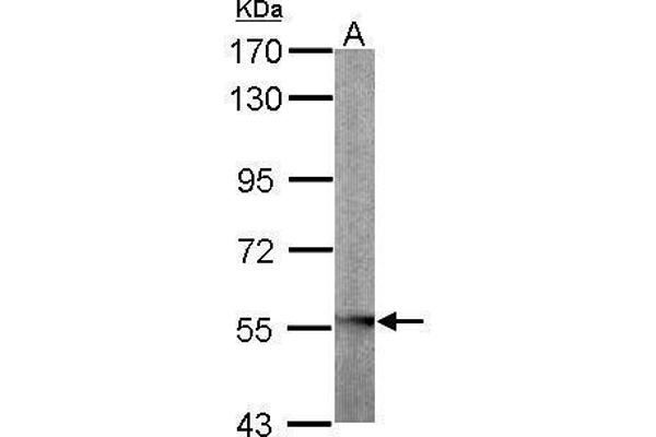 GLYCTK antibody