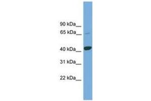 Image no. 1 for anti-Potassium Channel Tetramerisation Domain Containing 9 (KCTD9) (AA 251-300) antibody (ABIN6745131) (KCTD9 antibody  (AA 251-300))