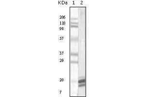 Western Blotting (WB) image for anti-Interleukin 1 alpha (IL1A) antibody (ABIN2464070) (IL1A antibody)
