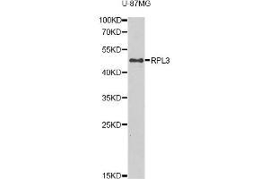 Western blot analysis of extracts of U-87MG cells, using RPL3 antibody. (RPL3 antibody)