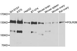 Western blot analysis of extracts of various cell lines, using POLR2B antibody (ABIN1876957) at 1:1000 dilution.