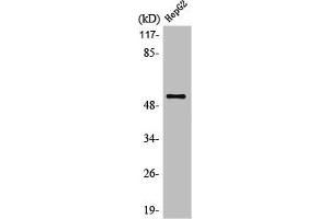 Western Blot analysis of HepG2 cells using LIR-7 Polyclonal Antibody (LILRA2 antibody  (Internal Region))