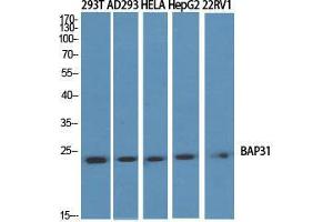 Western Blot (WB) analysis of specific cells using BAP31 Polyclonal Antibody. (BCAP31 antibody  (Internal Region))