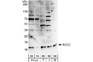 Western Blotting (WB) image for anti-ROC1 (AA 1-50) antibody (ABIN7454558) (ROC1 antibody  (AA 1-50))