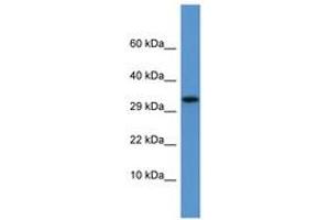 Image no. 1 for anti-Apolipoprotein F (APOF) (AA 175-224) antibody (ABIN6746096)