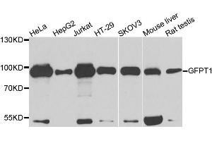 Western blot analysis of extracts of various cell lines, using GFPT1 antibody (ABIN5972065) at 1/1000 dilution.