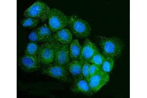IF analysis of IRBIT/AHCYL1 using anti-IRBIT/AHCYL1 antibody (ABIN7600030).