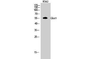 Western Blot analysis of K562 cells using GLUT-1 Polyclonal Antibody at dilution of 1:500. (GLUT1 antibody)
