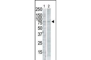 Antibody is used in Western blot to detect SNK in PMA-treated Pam212 cell lysate (lane 1) and rat testis tissue lysate (lane 2). (PLK2 antibody  (C-Term))