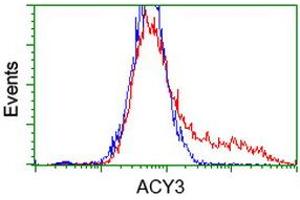 HEK293T cells transfected with either RC202287 overexpress plasmid (Red) or empty vector control plasmid (Blue) were immunostained by anti-ACY3 antibody (ABIN2454130), and then analyzed by flow cytometry. (Aminoacylase 3 antibody)