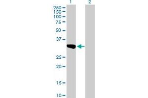 Western Blot analysis of SULT1C2 expression in transfected 293T cell line by SULT1C2 MaxPab polyclonal antibody. (SULT1C2 antibody  (AA 1-296))