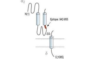 Representative domain view of the target of ABIN7884813.
