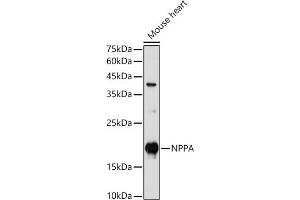 Western blot analysis of extracts of Mouse heart, using NPPA antibody (ABIN7268829) at 1:1000 dilution. (NPPA antibody  (AA 26-151))