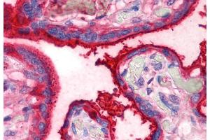 Immunohistochemistry staining of human placenta (paraffin sections) using anti-transferrin (HTF-14). (Transferrin antibody)