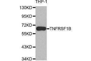 Western blot analysis of extracts of THP-1 cell line, using TNFRSF1B antibody. (TNFRSF1B antibody)