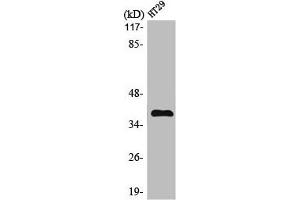 Western Blot analysis of HT29 cells using MEF-2B Polyclonal Antibody (MEF2B antibody  (Internal Region))